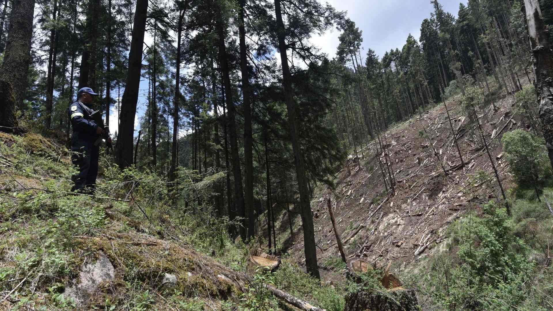 Mafia Maderera Amenaza el Corredor Boscoso de Ocuilan