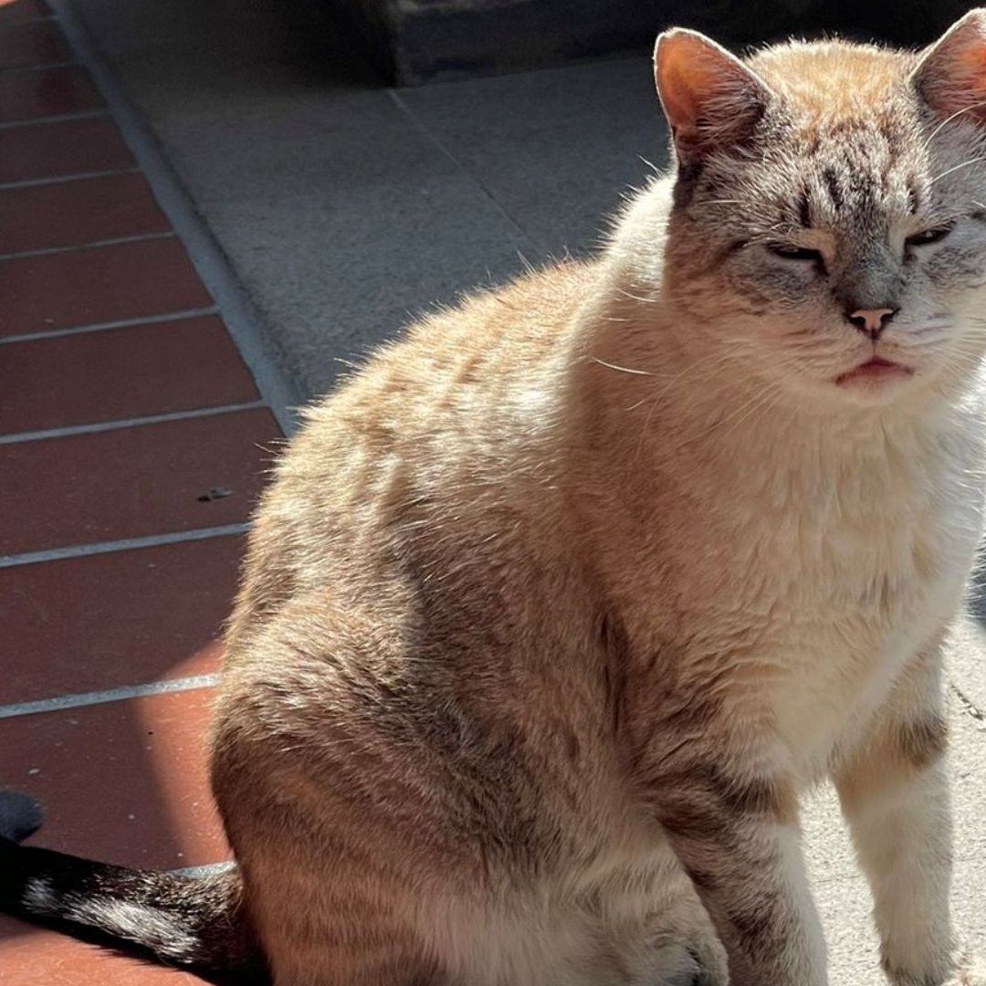 Muere Zeus, gato de Palacio Nacional que se coló a una de las Mañaneras de AMLO