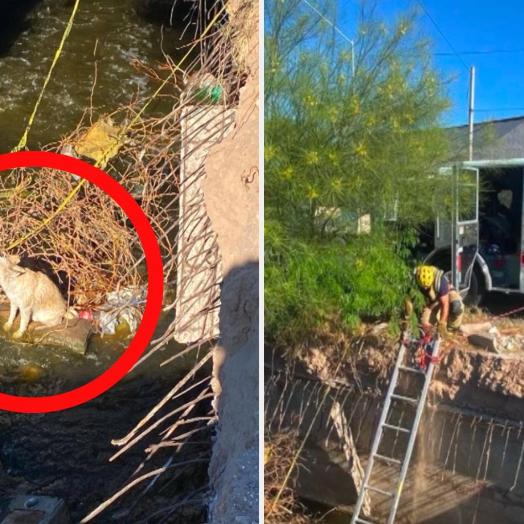 Rescatan a Perro Atrapado en Bóveda de Paso de Agua en Mexicali