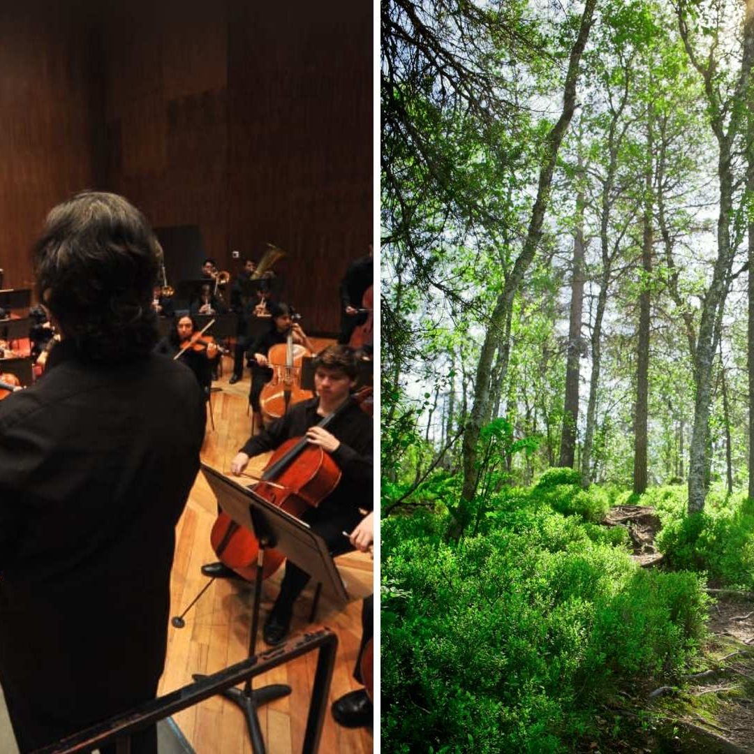 Bosque Sinfónico en CDMX: ¿Cuándo y Dónde Será el Concierto Gratis entre la Naturaleza?
