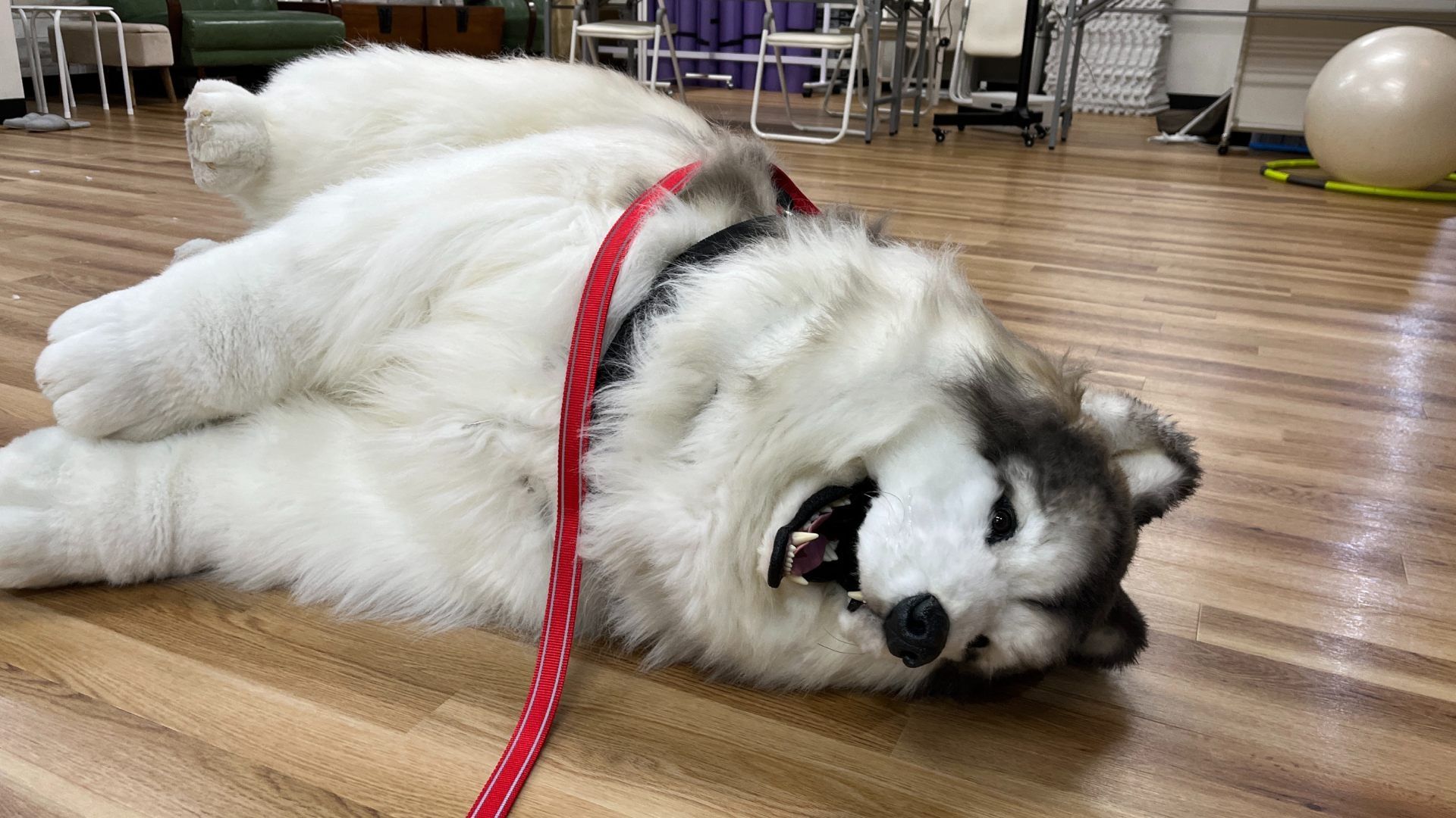 Abre en Japón un Lugar para Cumplir el Sueño de Ser Un Perro