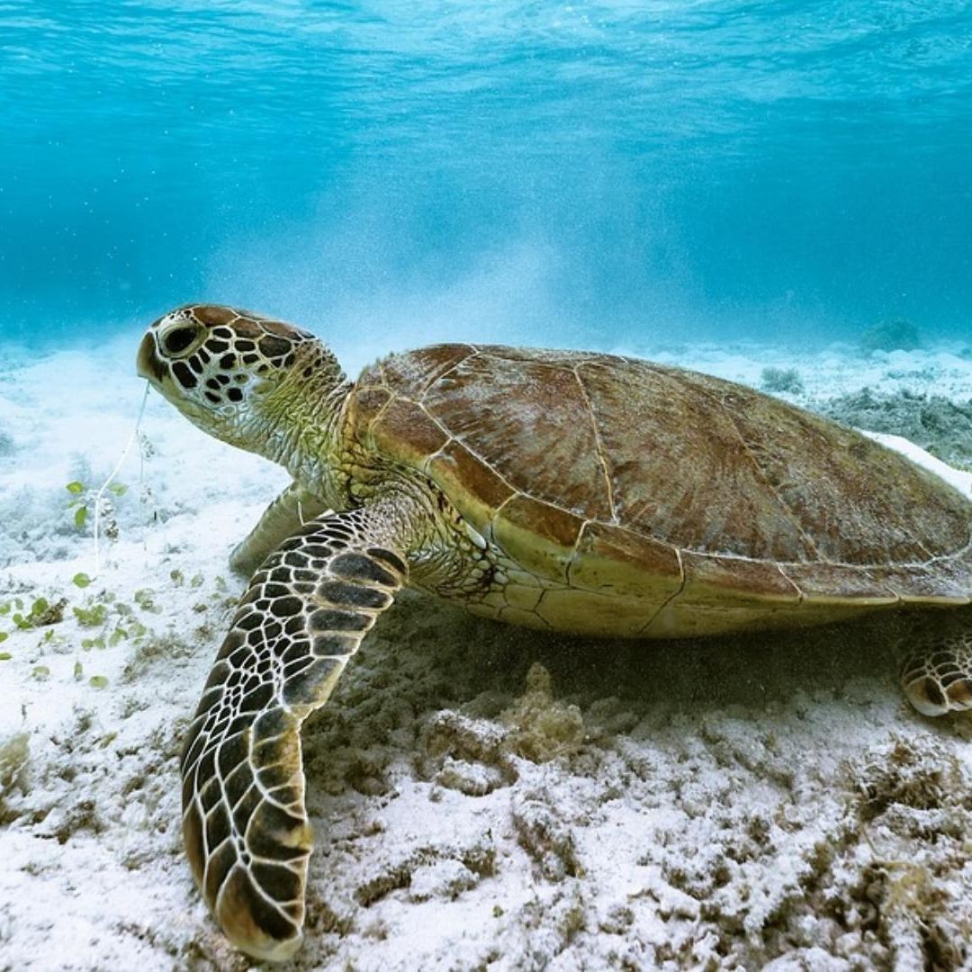 9 Muertos y 78 Hospitalizados tras Comer Carne de Tortuga Marina