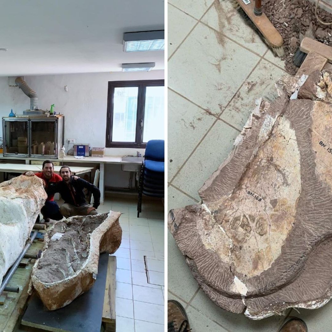 Dinosaurio Gigante Encontrado Tenía el Esqueleto Conectado del Cerebro Hasta la Cola