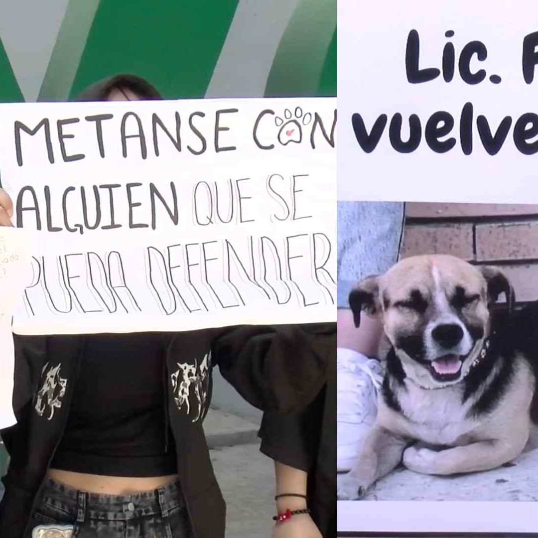 Aparece Perrito "Lic. Felipe" de FACDyC; Estudiantes Protestaron en Universidad