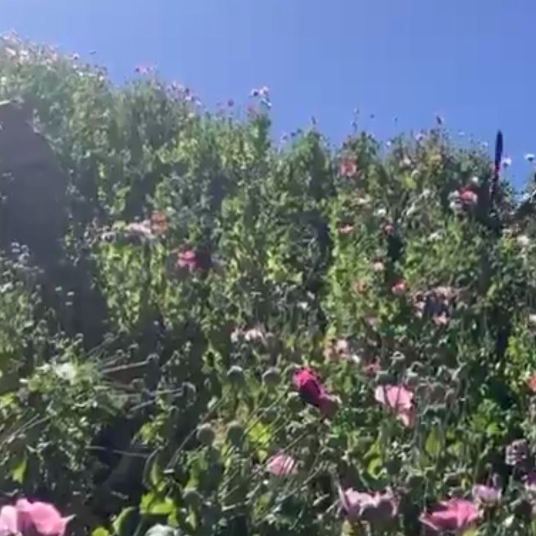 Elementos de la Marina Destruyen 35 Plantíos de Amapola en Nayarit