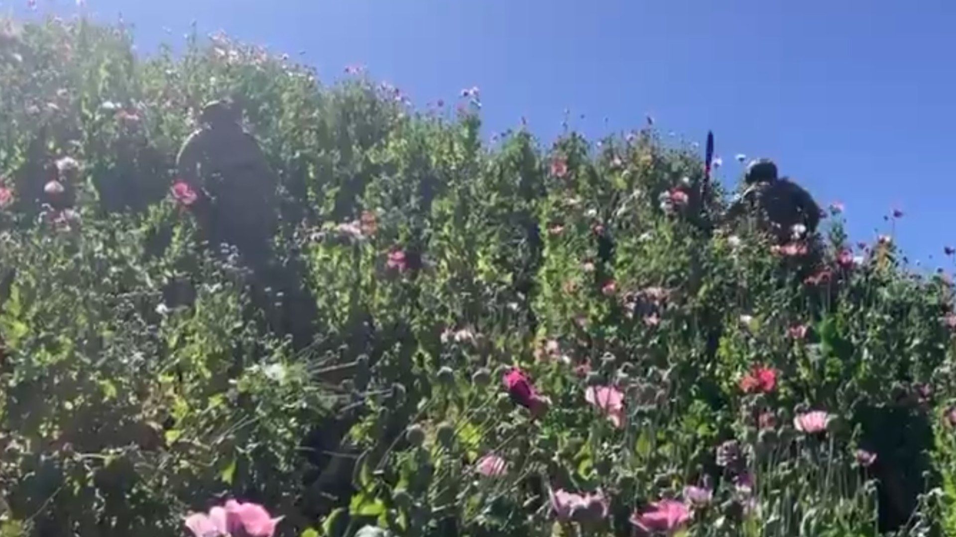 Elementos de la Marina Destruyen 35 Plantíos de Amapola en Nayarit