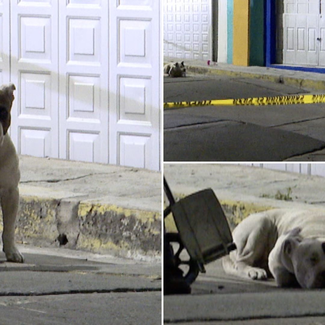 Hombre de la Tercera Edad en Silla de Ruedas Falleció Acompañado de su Perro en Puebla