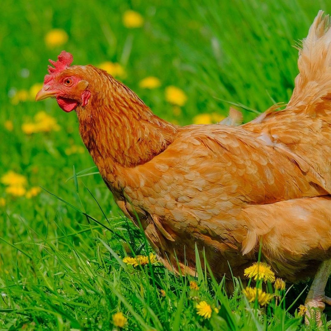 Denuncian a 39 Jóvenes por Usar a una Gallina como Balón de Futbol
