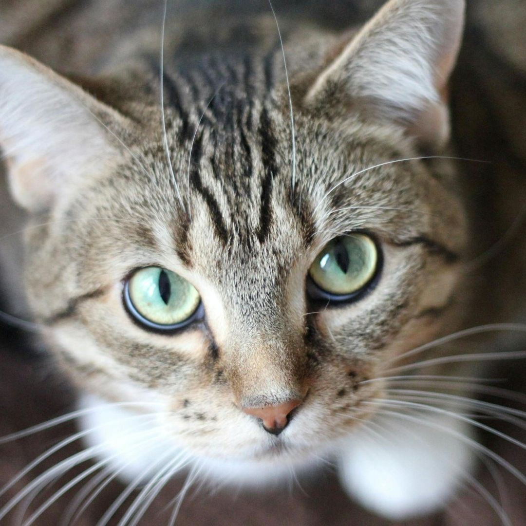 Así puedes evitar el golpe de calor en gatos