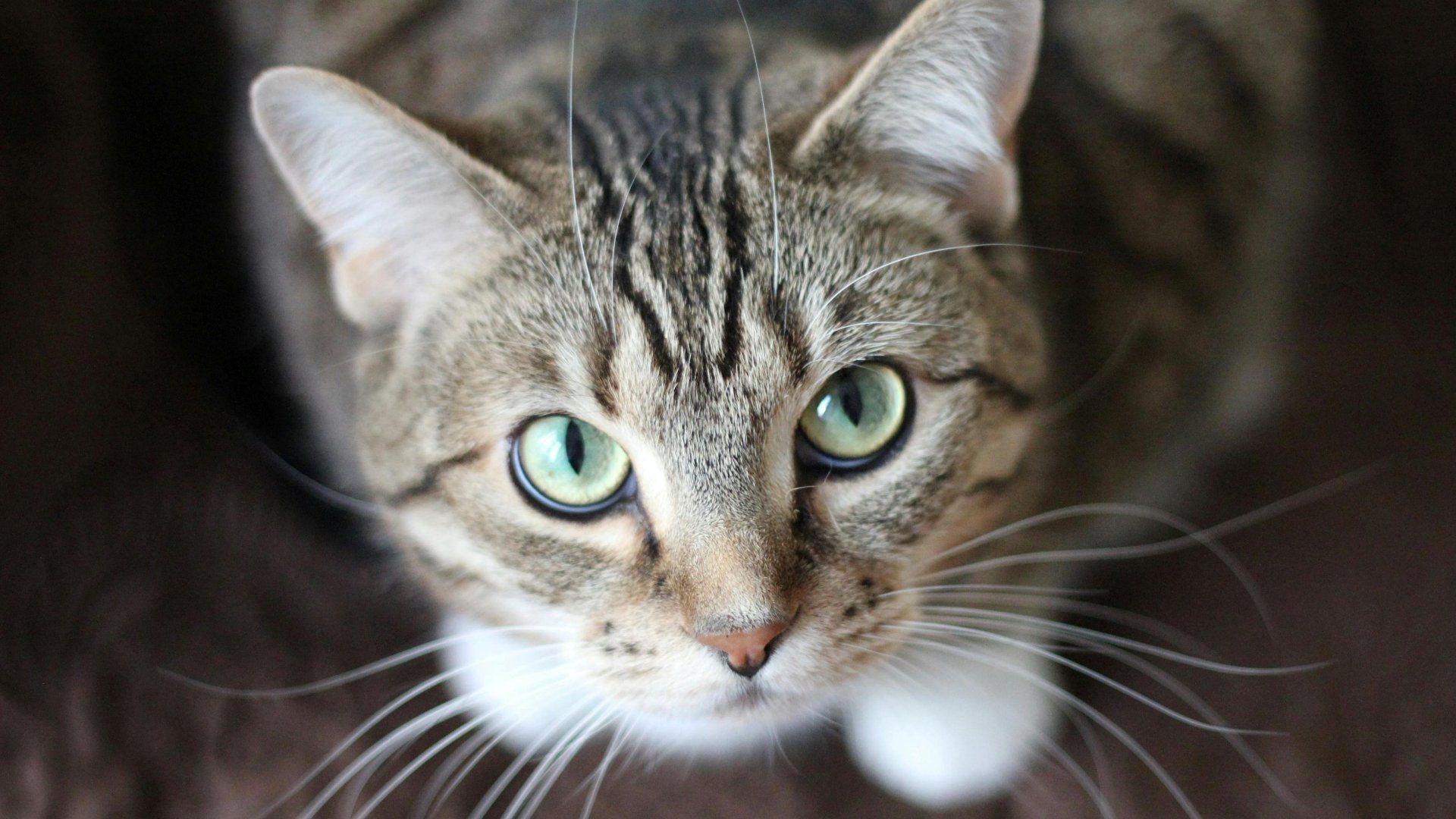 Así puedes evitar el golpe de calor en gatos