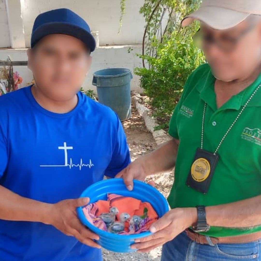Profepa Asegura Pericos Tomados por Influencer en Guerrero; ¿Cuál Es la Sanción por Este Acto?
