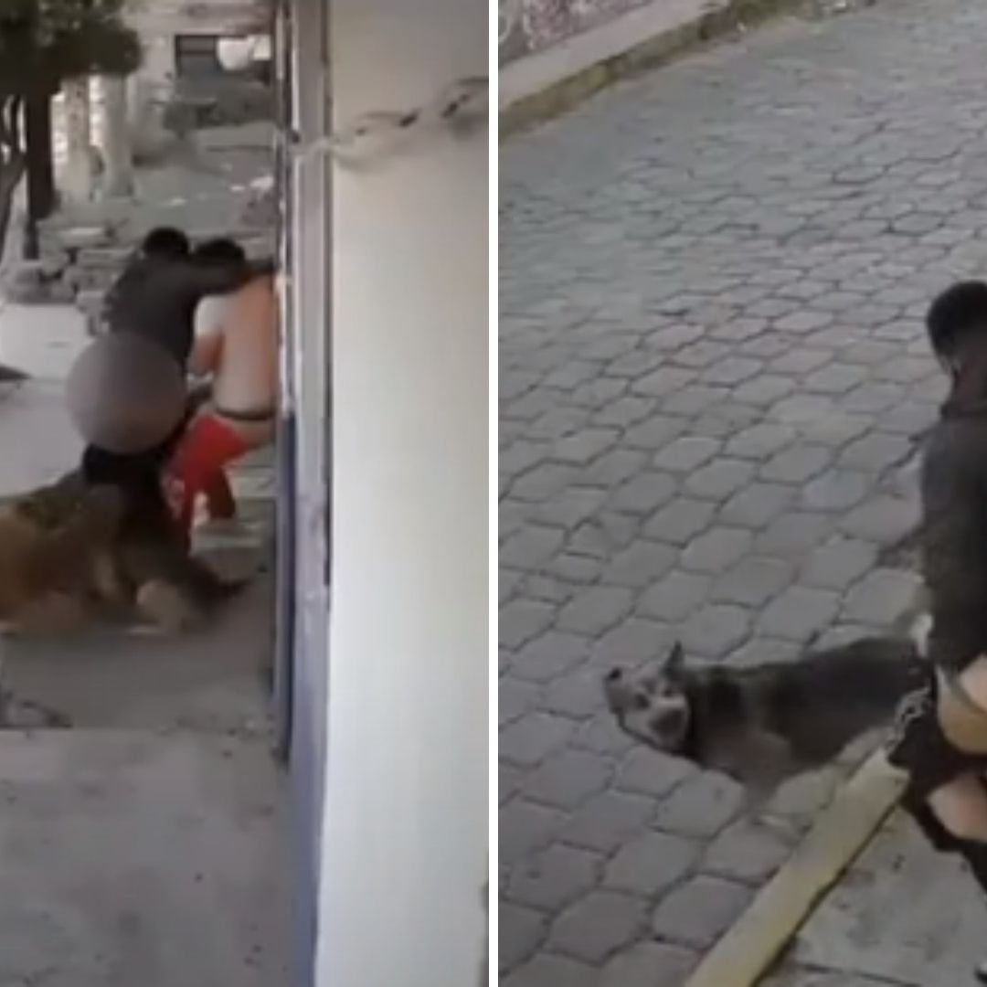 Jauría de Perros Ataca y Desnuda a Jóvenes en Metepec