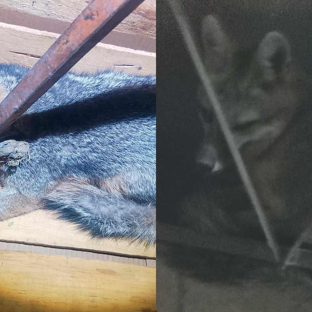 Rescatan Zorro Plateado Atrapado en el Patio de una Casa en Gómez Palacio