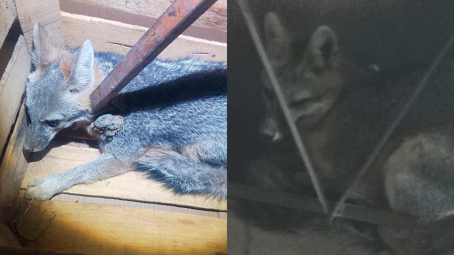Rescatan Zorro Plateado Atrapado en el Patio de una Casa en Gómez Palacio