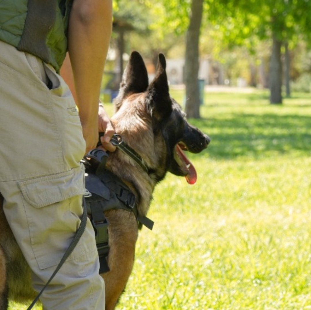 Capacitación de Unidad Canina K9 en Tijuana