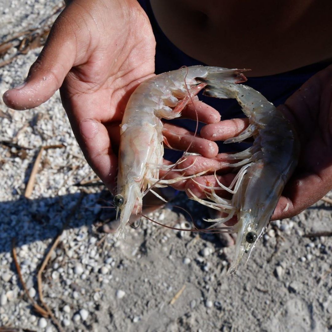 Iniciará la veda para la pesca de todas las especies de camarón en el Golfo de California y Océano Pacífico
