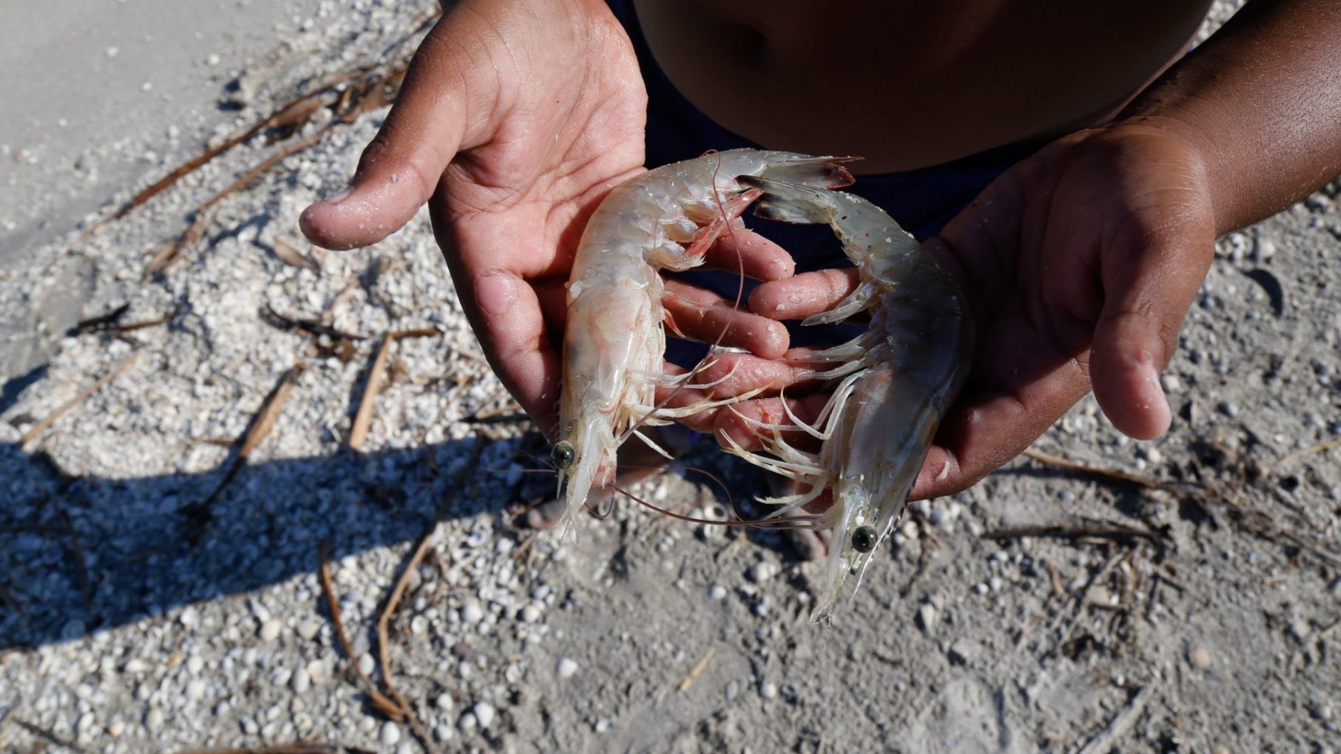 Iniciará la veda para la pesca de todas las especies de camarón en el Golfo de California y Océano Pacífico