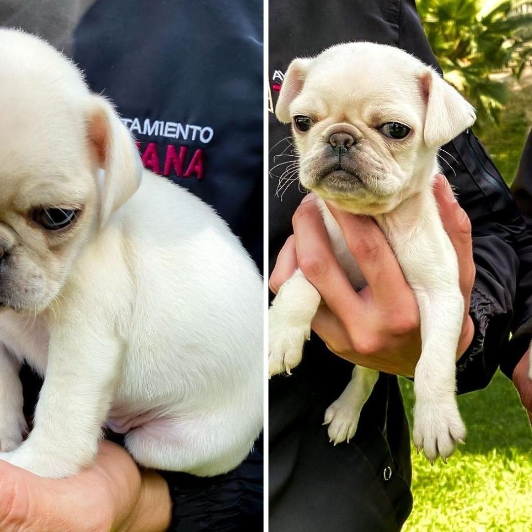 Rescatan a 2 Cachorros que Vendían Ilegalmente en Plena Calle en Tijuana