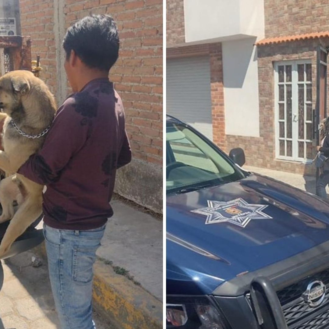 “Detienen” a Perros que Atacaron a Jóvenes en Metepec