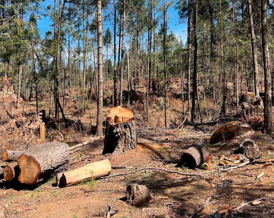 El pueblo ubicado en las montañas del Valle de Toluca, se encuentra devastado al 80% por la tala clandestina