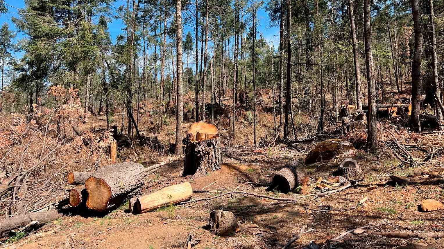 El pueblo ubicado en las montañas del Valle de Toluca, se encuentra devastado al 80% por la tala clandestina