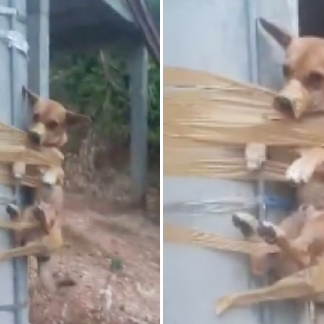 Video: Hombre Amarra a Perrito en Poste por Hacer del Baño Frente a su Casa