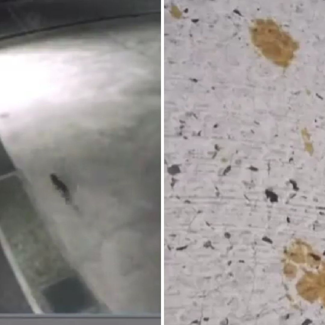 El gato tóxico logró escapar de la fábrica tras caer en una tina de cromo hexavalente