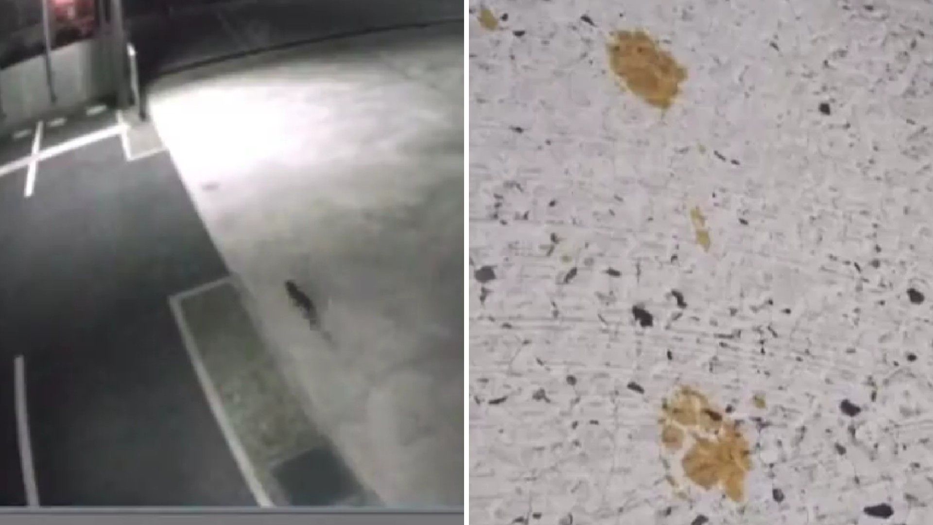 El gato tóxico logró escapar de la fábrica tras caer en una tina de cromo hexavalente