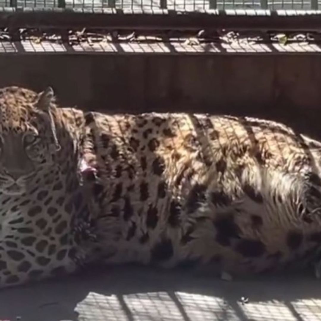 Zoológico Chino Pondrá a Dieta a Leopardo Famoso por su Sobrepeso