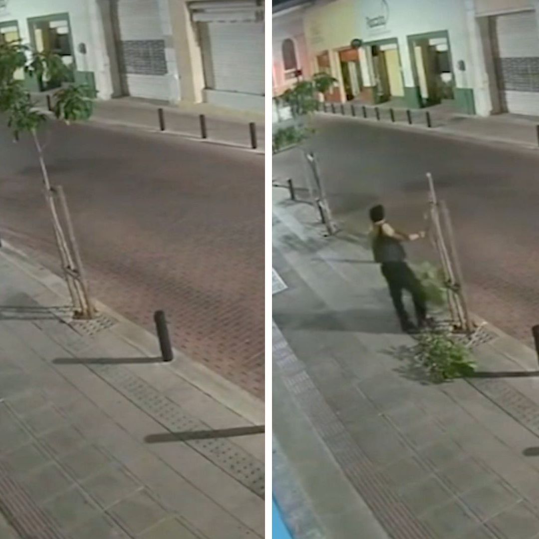Sujeto Daña Árboles en el Centro Histórico de Mérida; Autoridades Intervinieron
