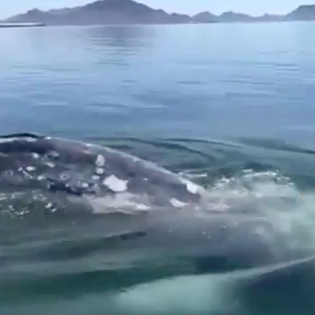 Video: Avistamiento de Ballena Gris en Playas de San Carlos, Sonora