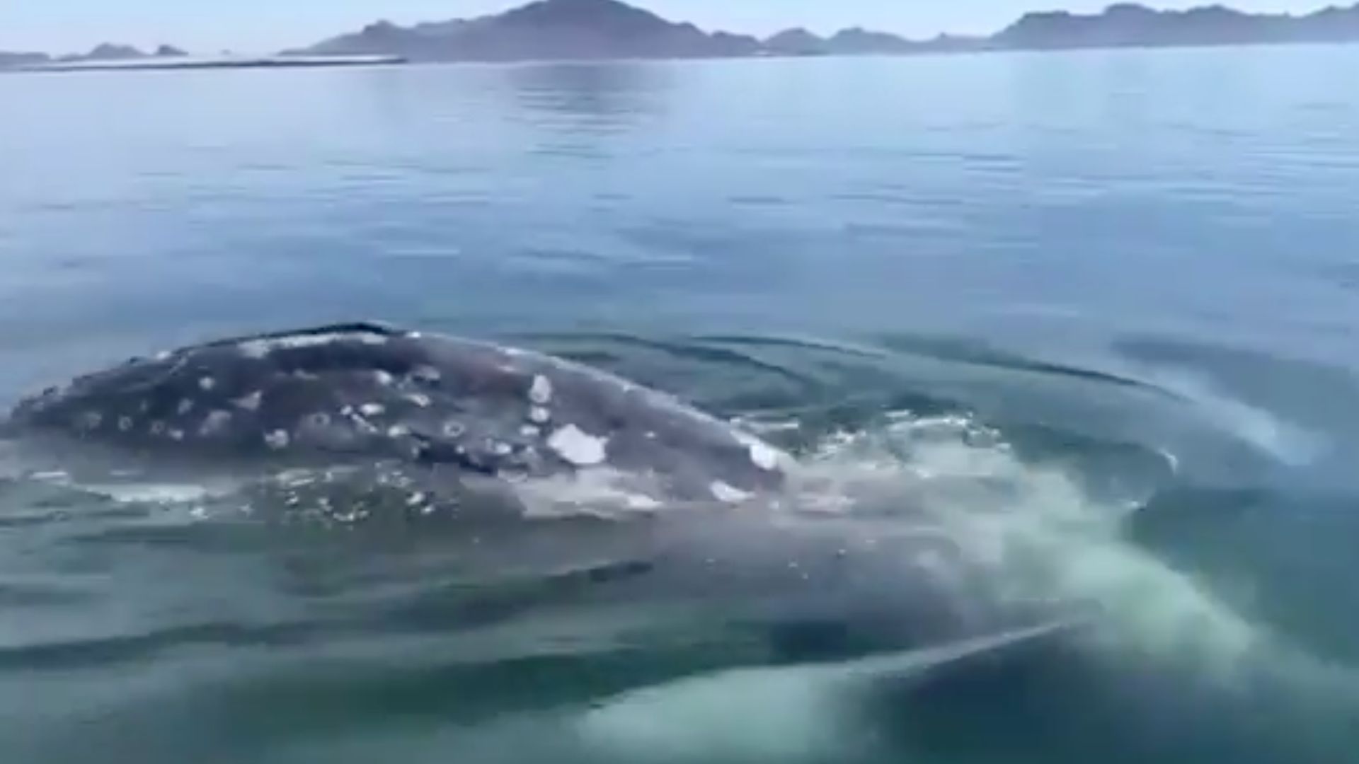 Video: Avistamiento de Ballena Gris en Playas de San Carlos, Sonora