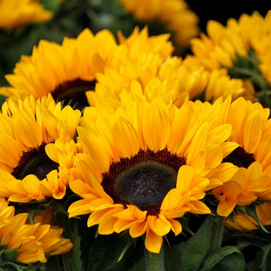 ¿Qué Significa Regalar Flores Amarillas y Por Qué se Dan el 21 de Marzo de 2024?