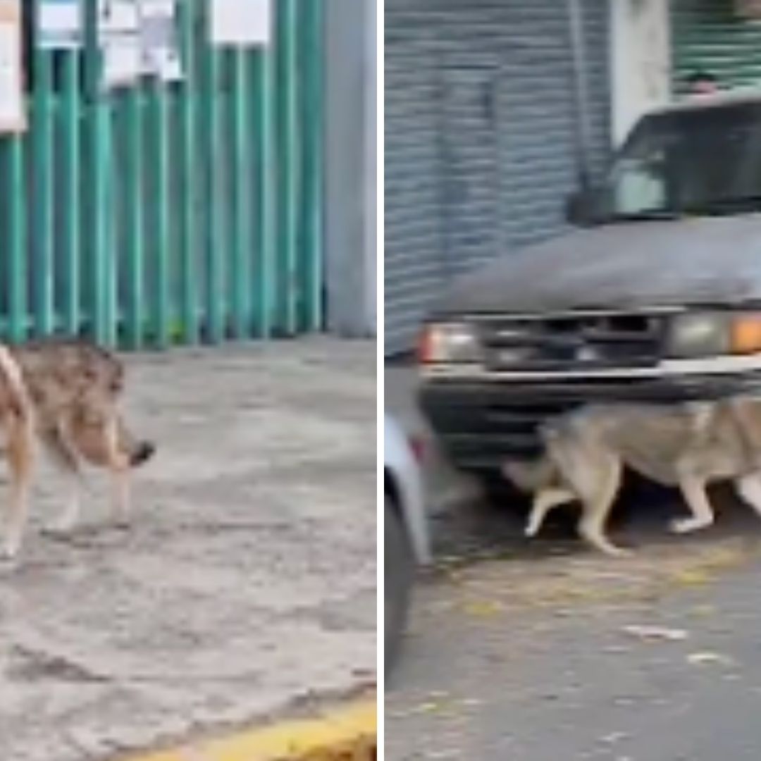 Lobo Se Escapa de Zoológico de San Juan de Aragón GAM