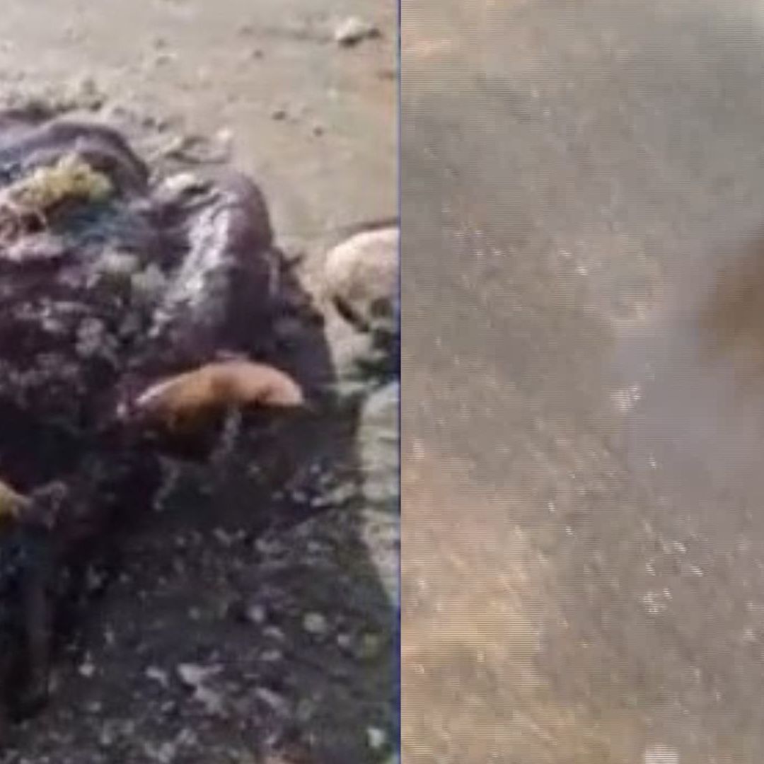 ¿Qué Debes Hacer si te Pica Una Aguamala? Esto se Sabe