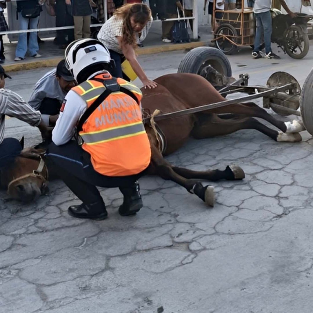 Caballo Desbocado Choca con Vehículo al Soltarse de Carreta en Torreón
