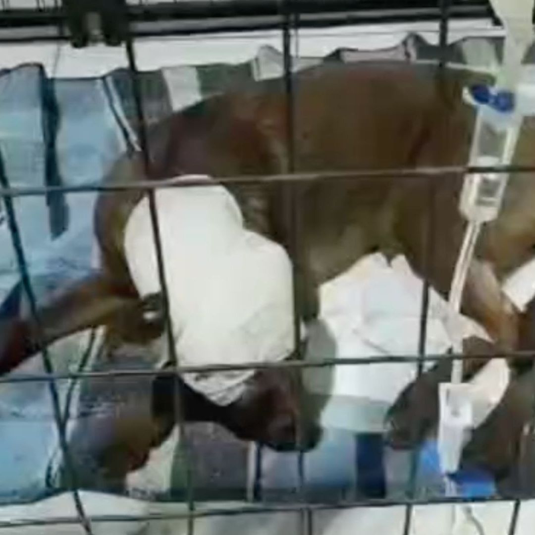 Rescatan a Perrita Utilizada para Presuntos Actos de Brujería en Mexicali