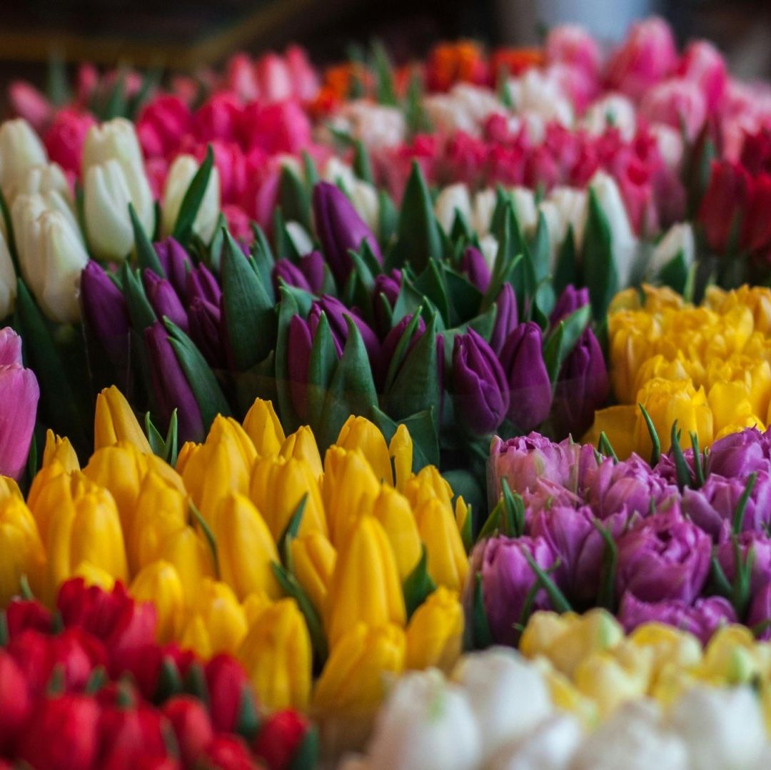 ¿Dónde Comprar Flores Amarillas Baratas para el 21 de Marzo? Lugares en CDMX