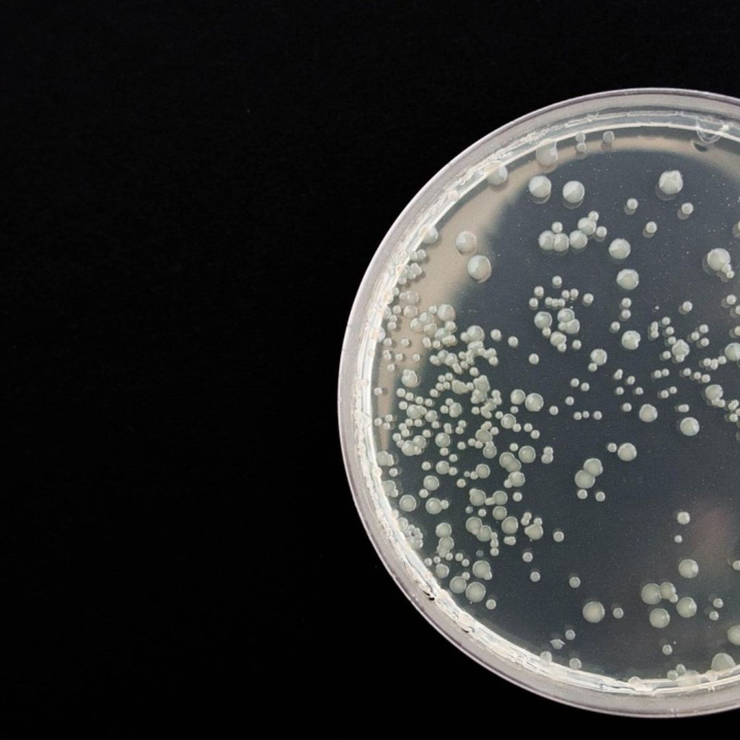 El descubrimiento de lariocidin podría abrir nuevas vías para el desarrollo de antibióticos.