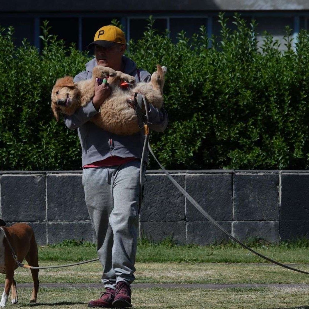 Hombre paseando a sus perros