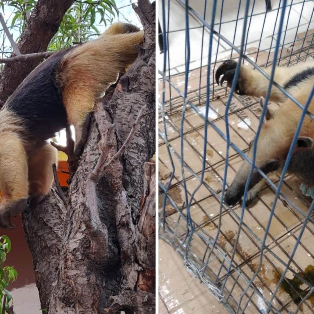 Oso Hormiguero Pasea por Calles de Nezahualcóyotl