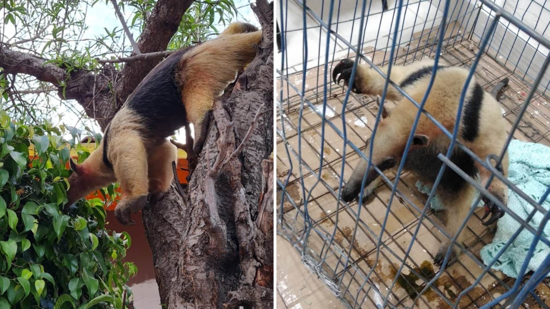 Oso Hormiguero Pasea por Calles de Nezahualcóyotl
