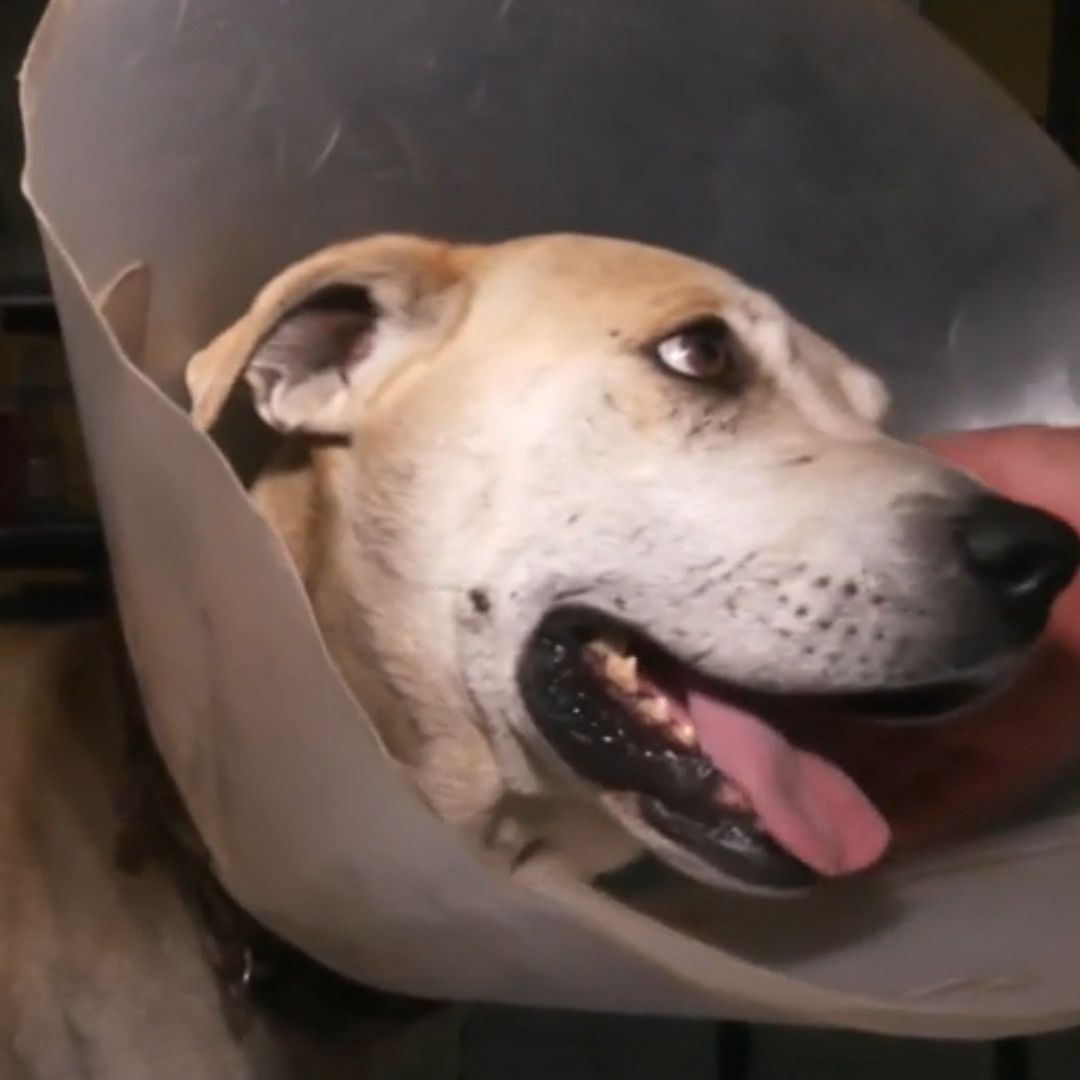 Perritos Atacados con Navaja en Tlalpan Se Recuperan para Ser Adoptados