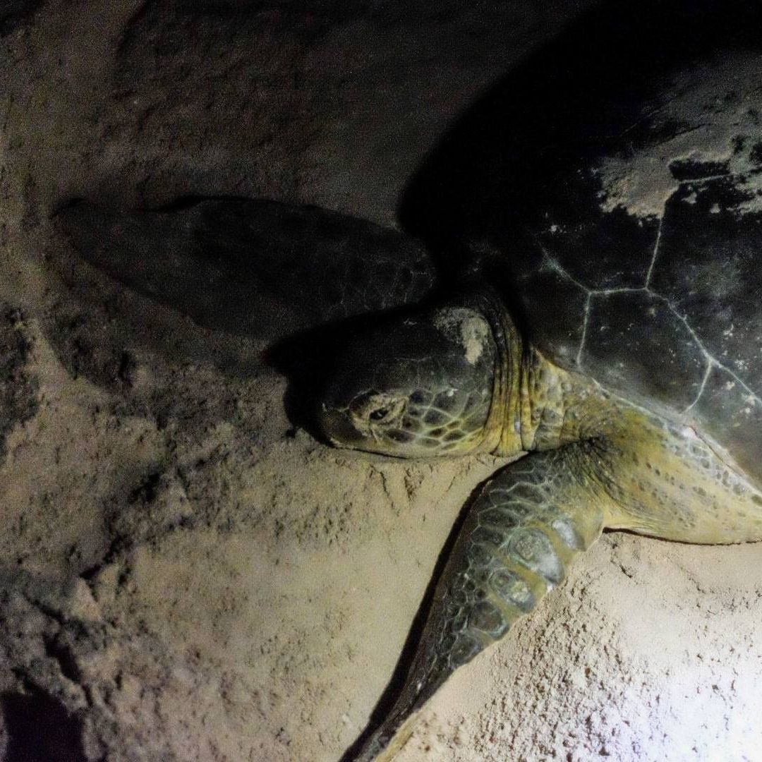Las tortugas llegan a las playas de Campeche a anidar.