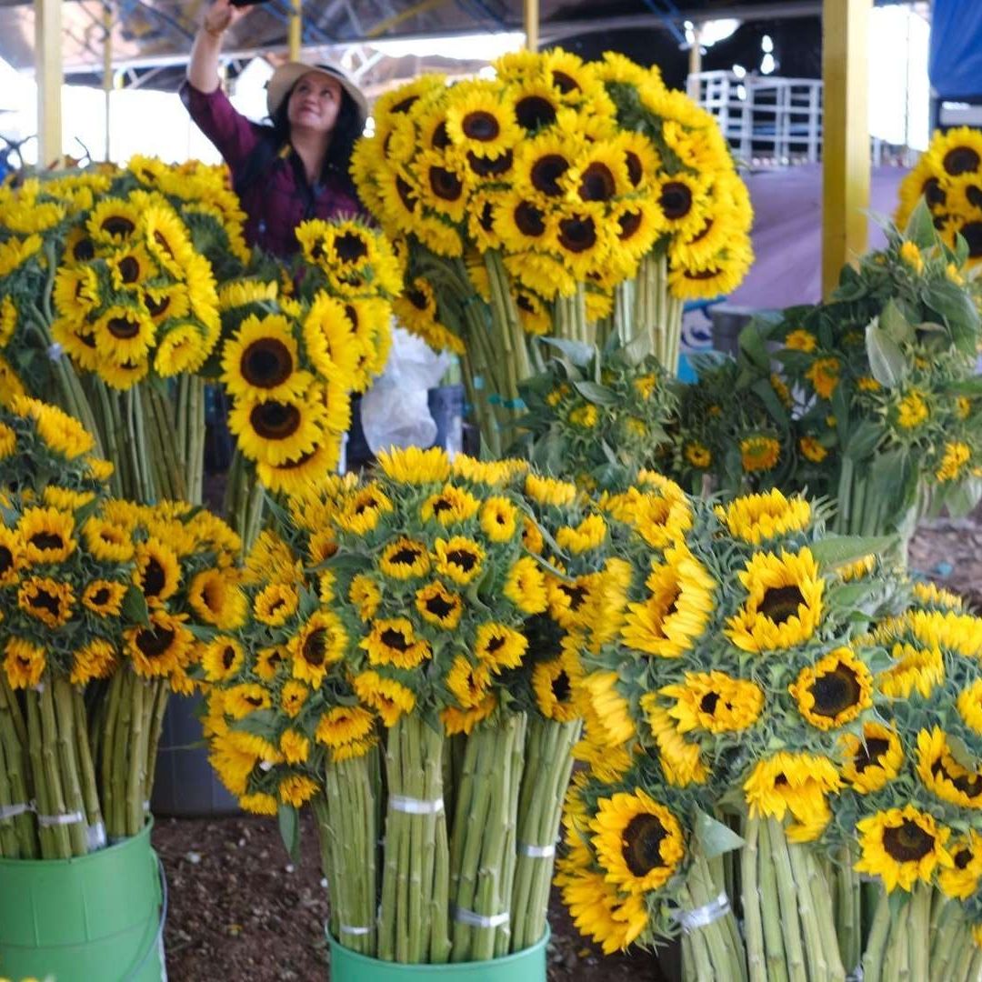 En México hay una gran variedad de flores amarillas para regalar; estas son las favoritas