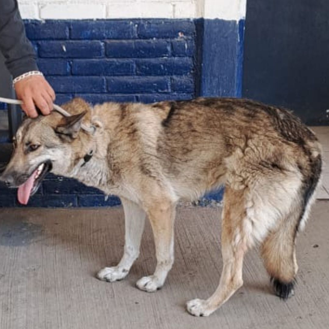 ¡No Es 100% Lobo! Isis, la Cruza de Perro que Deambulaba por San Juan de Aragón