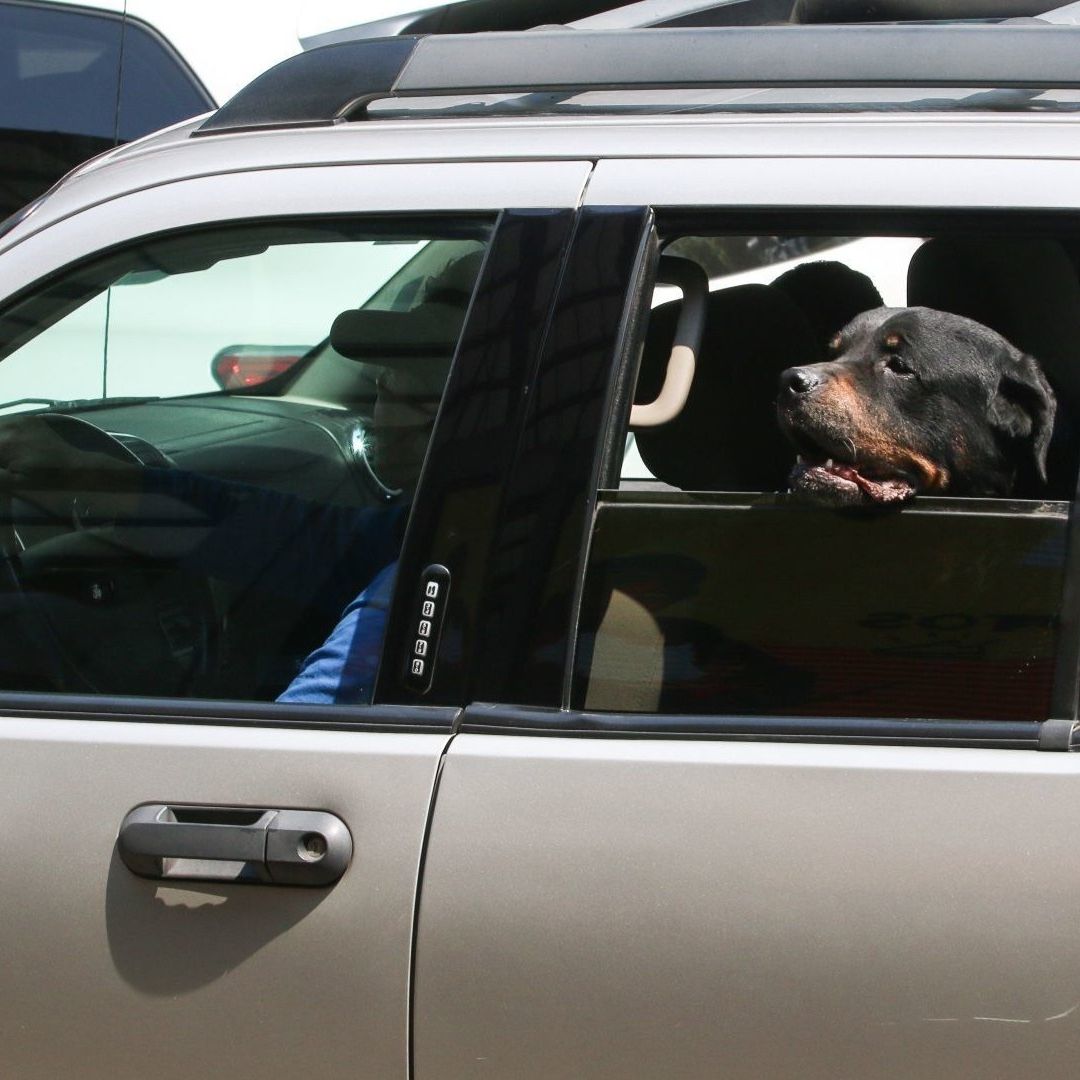 Diputado panista propone que mascotas viajen en transporte público