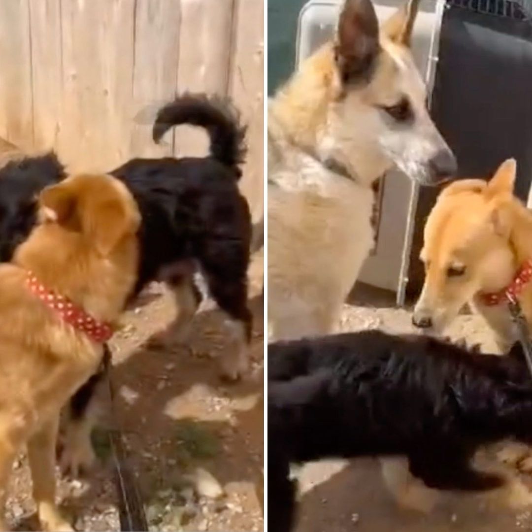 Denuncian ataques contra perros a machetazos en Tijuana