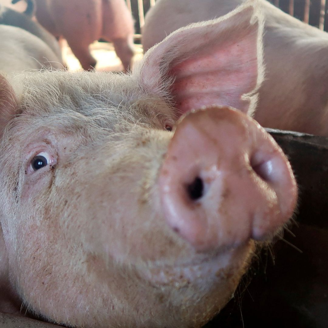Por primera vez, trasplantan un riñón de cerdo a un humano vivo