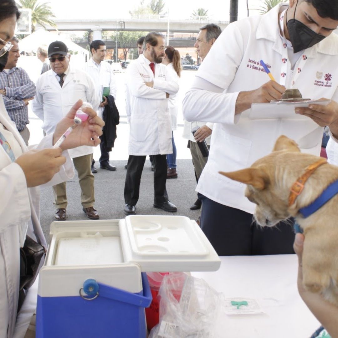 Campaña de vacunación contra rabia a perros y gatos